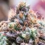 Future Island Feminized Marijuana Strain by Anesia Seeds For Sale Online at Cannabis Seeds Outlet
