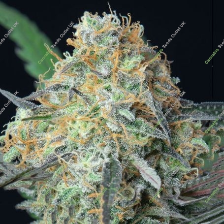 Rainbow Donut Auto Feminized Marijuana Strain by Anesia Seeds For Sale Online at Cannabis Seeds Outlet