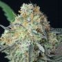Rainbow Donut Auto Feminized Marijuana Strain by Anesia Seeds For Sale Online at Cannabis Seeds Outlet