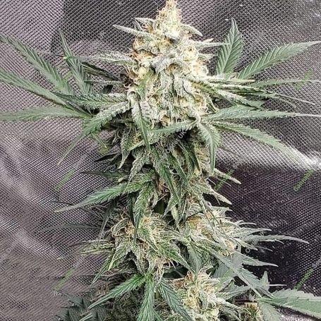 Shore Thing Feminized Marijuana Strain by Devils Harvest For Sale Online at Cannabis Seeds Outlet