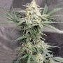 Shore Thing Feminized Marijuana Strain by Devils Harvest For Sale Online at Cannabis Seeds Outlet