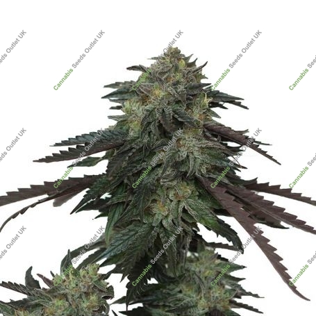 Ice Scream OG Feminized Marijuana Strain by Devils Harvest For Sale Online at Cannabis Seeds Outlet