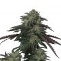 Ice Scream OG Feminized Marijuana Strain by Devils Harvest For Sale Online at Cannabis Seeds Outlet