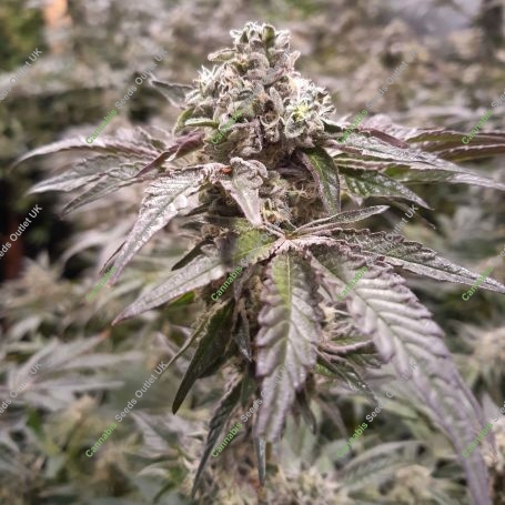 Strawberry Shoreline Marijuana Strain by Devils Harvest For Sale Online at Cannabis Seeds Outlet