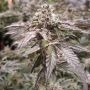 Strawberry Shoreline Marijuana Strain by Devils Harvest For Sale Online at Cannabis Seeds Outlet