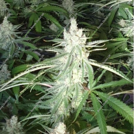 Buddhalato Feminized Marijuana Strain by Big Buddha Seeds For Sale Online at Cannabis Seeds Outlet