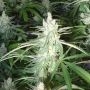 Buddhalato Feminized Marijuana Strain by Big Buddha Seeds For Sale Online at Cannabis Seeds Outlet