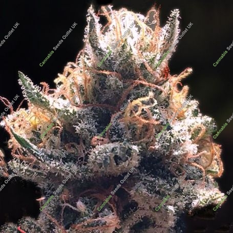 Cheese Puffs Feminized Marijuana Strain by Big Buddha Seeds For Sale Online at Cannabis Seeds Outlet