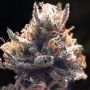 Cheese Puffs Feminized Marijuana Strain by Big Buddha Seeds For Sale Online at Cannabis Seeds Outlet