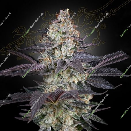 Ztrawberry Feminized Marijuana Strain by Greenhouse Seeds For Sale Online at Cannabis Seeds Outlet