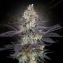 Ztrawberry Feminized Marijuana Strain by Greenhouse Seeds For Sale Online at Cannabis Seeds Outlet