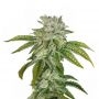 MK Ultra Feminized Marijuana Strain by Our Own Weed Breeders For Sale Online at Cannabis Seeds Outlet