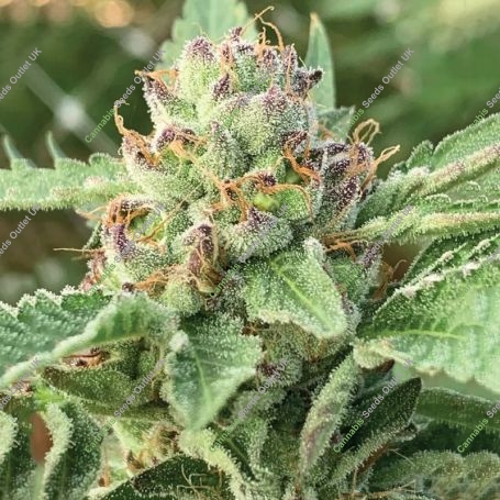 Apple Blossom Feminized Marijuana Strain by Humboldt Seed Company For Sale Online at Cannabis Seeds Outlet