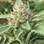 Apple Blossom Feminized Marijuana Strain by Humboldt Seed Company For Sale Online at Cannabis Seeds Outlet