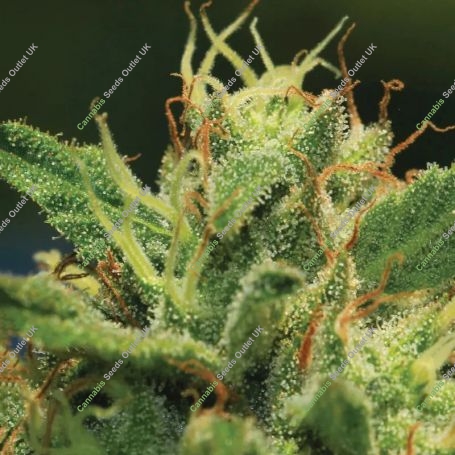 Sour Diesel Auto Feminized Marijuana Strain by Humboldt Seed Company For Sale Online at Cannabis Seeds Outlet