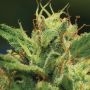 Sour Diesel Auto Feminized Marijuana Strain by Humboldt Seed Company For Sale Online at Cannabis Seeds Outlet