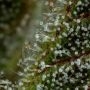 Sour Diesel Auto Feminized by Humboldt Seed Company THC Content Potency Strength CBD Height Yield Flowering Time Indica Sativa G