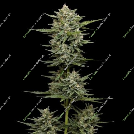 Vanilla Latte Auto Feminized Marijuana Strain by Humboldt Seed Company For Sale Online at Cannabis Seeds Outlet