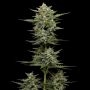 Vanilla Latte Auto Feminized Marijuana Strain by Humboldt Seed Company For Sale Online at Cannabis Seeds Outlet