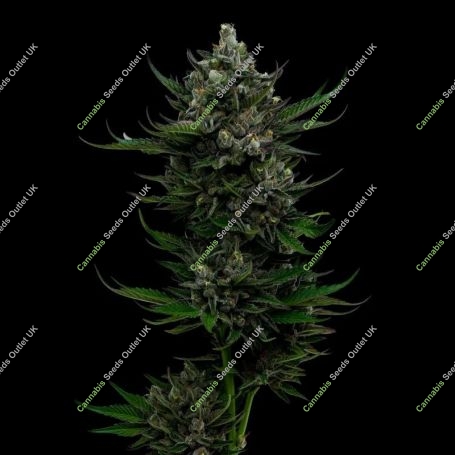 All Gas OG Feminized Marijuana Strain by Humboldt Seed Company For Sale Online at Cannabis Seeds Outlet