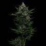 All Gas OG Feminized Marijuana Strain by Humboldt Seed Company For Sale Online at Cannabis Seeds Outlet