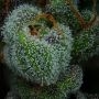Humboldt Seed Company All Gas OG Smoke Buds Weed Ganja Skunk Dope Pot Images Pics Nuggets