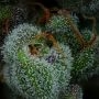Humboldt Seed Company All Gas OG Auto Smoke Buds Weed Ganja Skunk Dope Pot Images Pics Nuggets