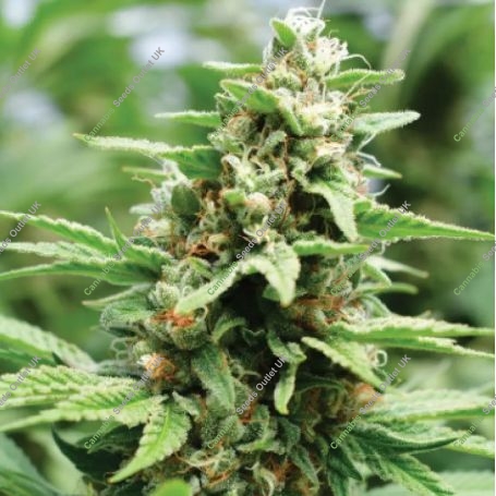 Apricot Papaya Feminized Marijuana Strain by Humboldt Seed Company For Sale Online at Cannabis Seeds Outlet