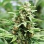 Apricot Papaya Feminized Marijuana Strain by Humboldt Seed Company For Sale Online at Cannabis Seeds Outlet