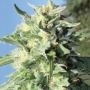 Banana Mango Feminized Marijuana Strain by Humboldt Seed Company For Sale Online at Cannabis Seeds Outlet