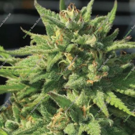 Bigfoot Glue Feminized Marijuana Strain by Humboldt Seed Company For Sale Online at Cannabis Seeds Outlet