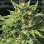 Bigfoot Glue Feminized Marijuana Strain by Humboldt Seed Company For Sale Online at Cannabis Seeds Outlet