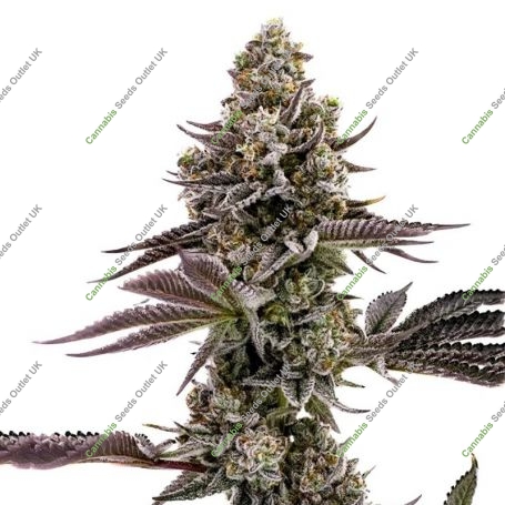 Blueberry Cupcake Feminized Marijuana Strain by Humboldt Seed Company For Sale Online at Cannabis Seeds Outlet