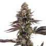 Blueberry Cupcake Feminized Marijuana Strain by Humboldt Seed Company For Sale Online at Cannabis Seeds Outlet