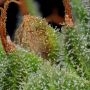 Blueberry Muffin Feminized by Humboldt Seed Company THC Content Potency Strength CBD Height Yield Flowering Time Indica Sativa G