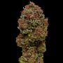 Blueberry Muffin Feminized Marijuana Strain by Humboldt Seed Company For Sale Online at Cannabis Seeds Outlet