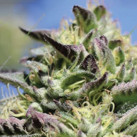 Vanilla Frosting Feminized Marijuana Strain by Humboldt Seed Company For Sale Online at Cannabis Seeds Outlet