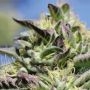 Vanilla Frosting Feminized Marijuana Strain by Humboldt Seed Company For Sale Online at Cannabis Seeds Outlet
