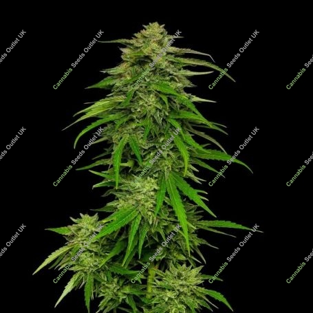 Mango Sherbet Auto Feminized Marijuana Strain by Humboldt Seed Company For Sale Online at Cannabis Seeds Outlet