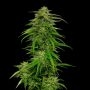 Mango Sherbet Auto Feminized Marijuana Strain by Humboldt Seed Company For Sale Online at Cannabis Seeds Outlet
