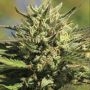 OG Kush Feminized Marijuana Strain by Humboldt Seed Company For Sale Online at Cannabis Seeds Outlet