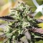 Chunkadelic Auto Feminized Marijuana Strain by Humboldt Seed Company For Sale Online at Cannabis Seeds Outlet