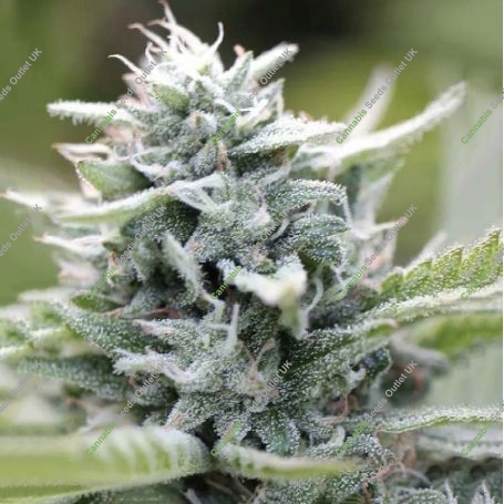 Magic Melon Feminized Marijuana Strain by Humboldt Seed Company For Sale Online at Cannabis Seeds Outlet