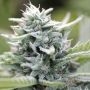 Magic Melon Feminized Marijuana Strain by Humboldt Seed Company For Sale Online at Cannabis Seeds Outlet