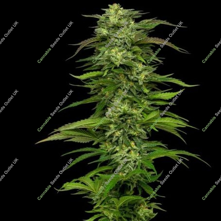 Dream Queen Feminized Marijuana Strain by Humboldt Seed Company For Sale Online at Cannabis Seeds Outlet