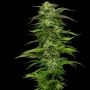 Dream Queen Feminized Marijuana Strain by Humboldt Seed Company For Sale Online at Cannabis Seeds Outlet