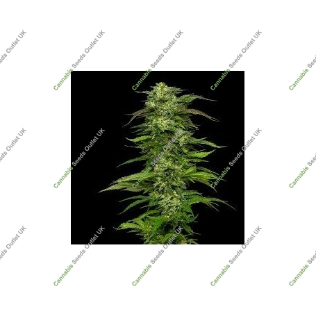 Dream Queen Auto Feminized Marijuana Strain by Humboldt Seed Company For Sale Online at Cannabis Seeds Outlet