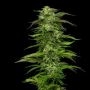 Dream Queen Auto Feminized Marijuana Strain by Humboldt Seed Company For Sale Online at Cannabis Seeds Outlet
