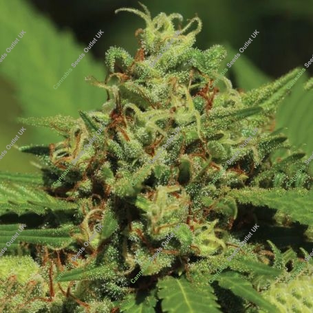Emerald Fire OG Feminized Marijuana Strain by Humboldt Seed Company For Sale Online at Cannabis Seeds Outlet