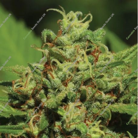 Emerald Fire OG Auto Feminized Marijuana Strain by Humboldt Seed Company For Sale Online at Cannabis Seeds Outlet